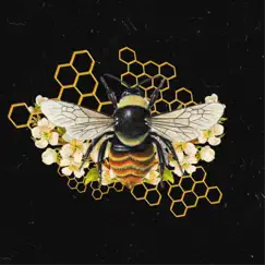 Honeycombz Song Lyrics