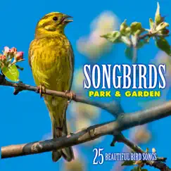 Song Thrush: Song Song Lyrics