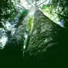 Tall Trees - Single album lyrics, reviews, download