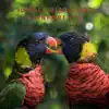 Jungle Birds and Rainforests for Focus and Sleep album lyrics, reviews, download