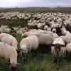 Grey Sheep album lyrics, reviews, download