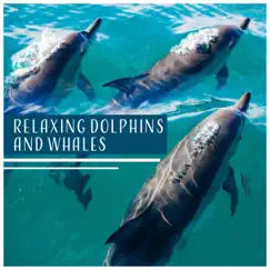 Calming Melody & Dolphins Song Lyrics