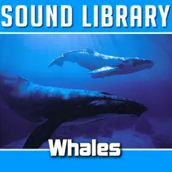 Orca Song Lyrics