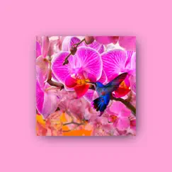 Orchid - Single by Neuf album reviews, ratings, credits