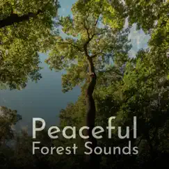 A Quiet Forest Stream Song Lyrics