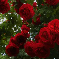 Smell the Roses (feat. Jonum) Song Lyrics
