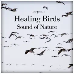 Healing Birds (Sound of Nature) Song Lyrics