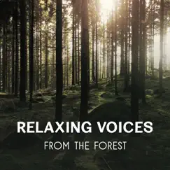 Night in the Forest (Crickets) Song Lyrics