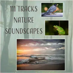 Native American Flute & Birds Sounds Song Lyrics