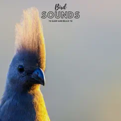 Bird Sounds To Sleep and Relax To - Single by Natural Sample Makers & Nature Recordings album reviews, ratings, credits