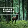 Forest Sounds - Sunrise Forest Sounds - EP album lyrics, reviews, download