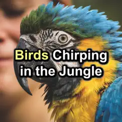 Birds Chirping in the Jungle by The Nature Soundscapes, Sounds of Nature Noise & Bird Sounds album reviews, ratings, credits