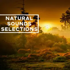 Early Morning Walk - Single by Natural Sounds Selections album reviews, ratings, credits