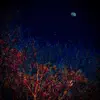 Calypso for Blue Moon & Thermal Thicket - Single album lyrics, reviews, download