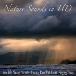 Real Life Nature Sounds - Healing Rain With Exotic Singing Birds by Nature Sounds In HD album reviews, ratings, credits