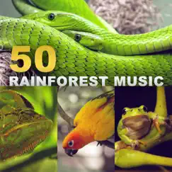 Rainforest Ambience Music Song Lyrics