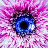 Beautiful Eyes - Single album lyrics, reviews, download