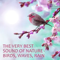 Wonderful Seagull Song On Spring Morning For Relaxation and Studying Song Lyrics