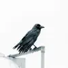 The Crow's Back. (feat. Heavy T & Donthekid) - Single album lyrics, reviews, download