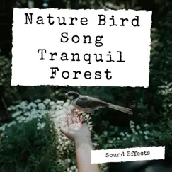 Nature Bird Song Tranquil Forest Sound Effects - Single by Sound Effects Nation album reviews, ratings, credits