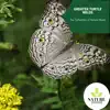 Greater Turtle Wilds - The Collection of Nature Music album lyrics, reviews, download