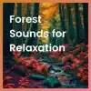 Forest Sounds for Relaxation album lyrics, reviews, download