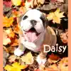 Daisy - Single album lyrics, reviews, download