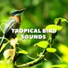 Tropical Bird Sounds - EP album lyrics, reviews, download