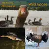 Wild Goose - Single album lyrics, reviews, download