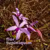 Flor Tupiniquim - Single album lyrics, reviews, download