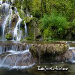 Rainforest Tranquil Ambience Song Lyrics