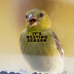 It's Nesting Season Song Lyrics