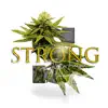 Strong (feat. Yung Rip) - Single album lyrics, reviews, download