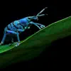 Bugs - Single album lyrics, reviews, download