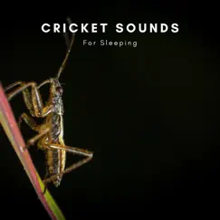 Cricket Sounds Song Lyrics