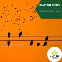 Grass Ant Woods - The Collection of Nature Music by Calming Sounds & Nature Radiance album reviews, ratings, credits