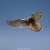 Flight of the Hawk - Single album lyrics, reviews, download