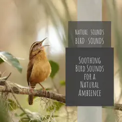 Outdoor Bird Sounds Song Lyrics