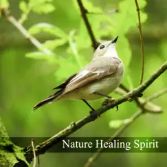 Nature Healing Spirit: Soothing Sounds for Mind, Body, Soul, Music for Relaxation, Meditation, Yoga & Massage by Natural Healing Music Zone album reviews, ratings, credits