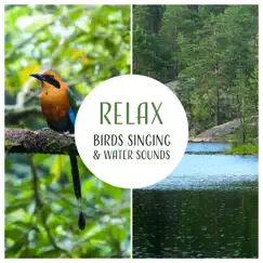 Relax: Birds Singing & Water Sounds, Waves, Rain, Sounds of Creation, Soul Nature Sounds Food by Singing Birds Zone album reviews, ratings, credits