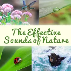 The Effective Sounds of Nature: The Best Music Collection for Relaxation, Stress Relief & Deep Sleep, Rain, Ocean, Forest, Sounds Therapy by Serenity Nature Sounds Academy album reviews, ratings, credits