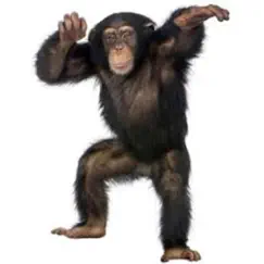 Kung Fu Monkeys - Single by Jeff Brown album reviews, ratings, credits