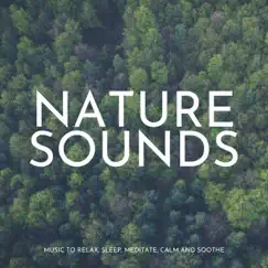 Morning Meditation (Forest Sounds) Song Lyrics