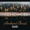 Ambient Forest Sounds – Space of Secrets, Meditation in Forest, Relaxation, Deep Sleep, Dealing with Anxiety album lyrics, reviews, download