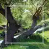 Branches - Single album lyrics, reviews, download