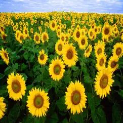 Sunflower (Wagga Mix) Song Lyrics