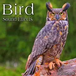 Great Horned Owl Hoot Take 3 Song Lyrics