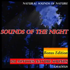 Morning Birdsong in Arizona Desert: Natural Sounds (Bonus Track) Song Lyrics