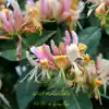Wild Honeysuckle - Single album lyrics, reviews, download