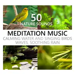 Wind of the Forest (Meditation Music) Song Lyrics